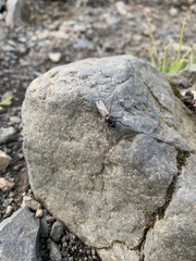 Bibio pomonae