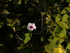 Ipomoea campanulata