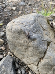 Bibio pomonae