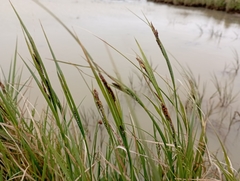 Carex aquatilis stans