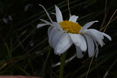 Leucanthemum heterophyllum