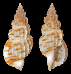 Tritonoturris difficilis