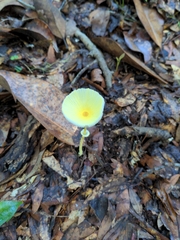 Leucocoprinus fragilissimus image