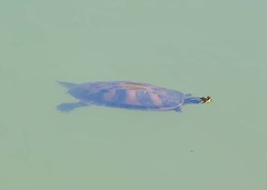 Pseudemys nelsoni
