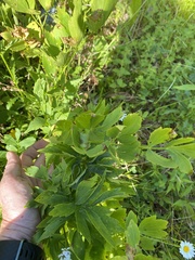 Levisticum