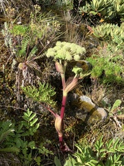 Angelica morrisonicola