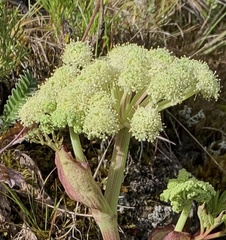 Angelica morrisonicola