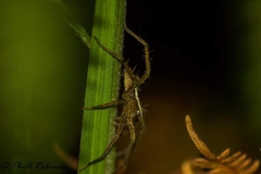 Neoctenus