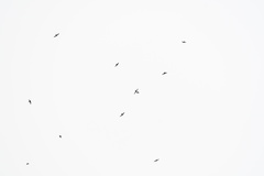 Streptoprocne zonaris