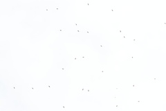 Streptoprocne zonaris