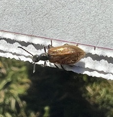 Pseudovadonia livida