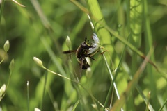 Chrysotoxum bicinctum