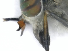 Hybomitra arpadi