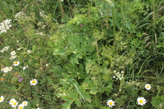 Heracleum sphondylium sphondylium
