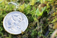 Corybas diemenicus
