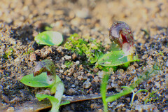 Corybas diemenicus