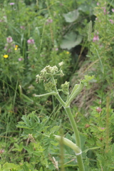 Heracleum sphondylium sphondylium