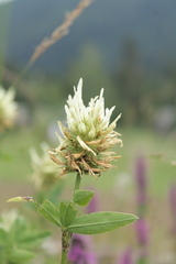 Trifolium pannonicum