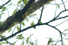 Todirostrum nigriceps