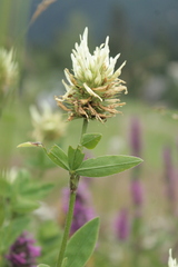 Trifolium pannonicum