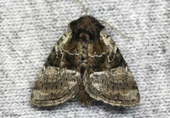 Meropleon ambifusca