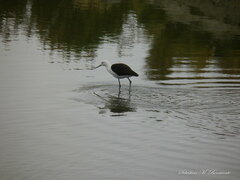 Recurvirostra andina