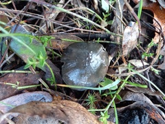 Cortinarius austrovenetus