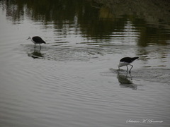 Recurvirostra andina