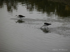 Recurvirostra andina