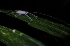 Segestidea queenslandica