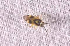 Orthops basalis