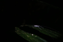 Segestidea queenslandica