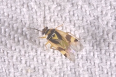 Orthops basalis