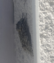 Acronicta aceris