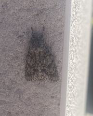 Acronicta aceris