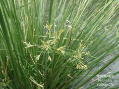 Cyperus malaccensis malaccensis