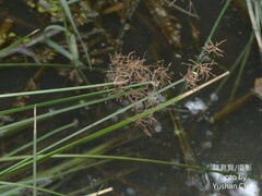 Cyperus malaccensis malaccensis