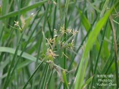 Cyperus malaccensis malaccensis