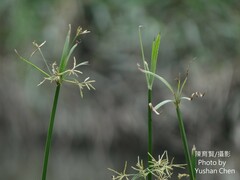 Cyperus malaccensis malaccensis