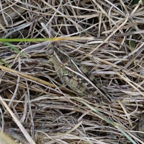 Photo of Italian locust (Calliptamus italicus)