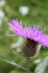 Centaurea rhaetica