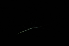 Sipyloidea rentzi