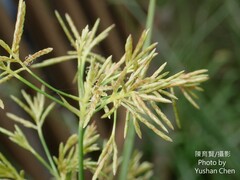 Cyperus malaccensis malaccensis