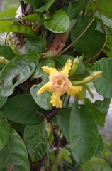 Mandevilla subsagittata