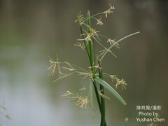 Cyperus malaccensis malaccensis