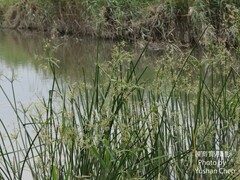 Cyperus malaccensis malaccensis