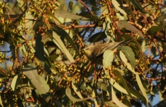 Setophaga coronata coronata × auduboni