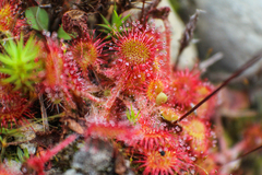 Drosera rotundifolia