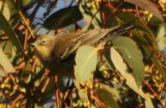 Setophaga coronata coronata × auduboni