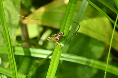 Chrysopilus asiliformis